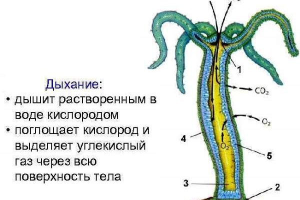 Блекспрут com