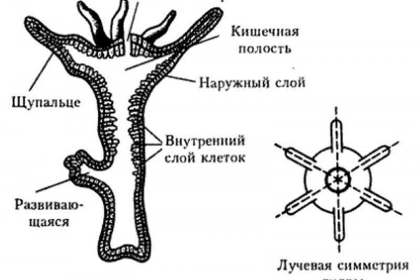 Блекспрут blacksprut cam