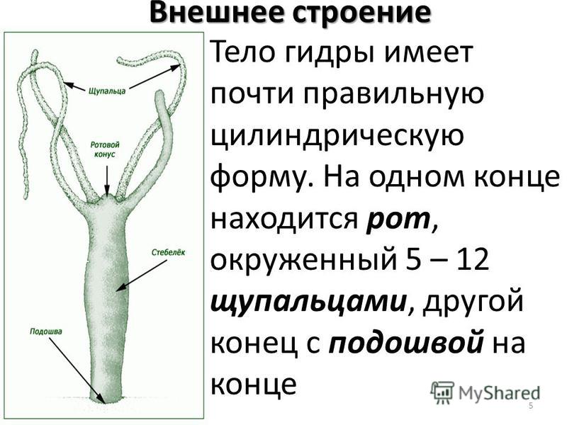 Зеркала блэк спрут